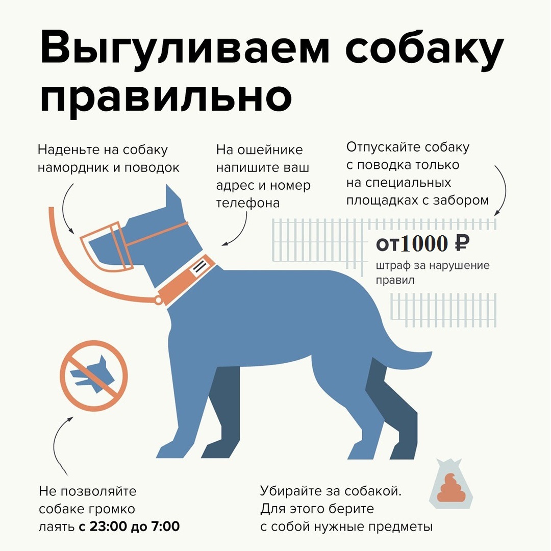 Правила содержания и выгул собак